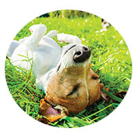 Belle Plaine flea and tick control